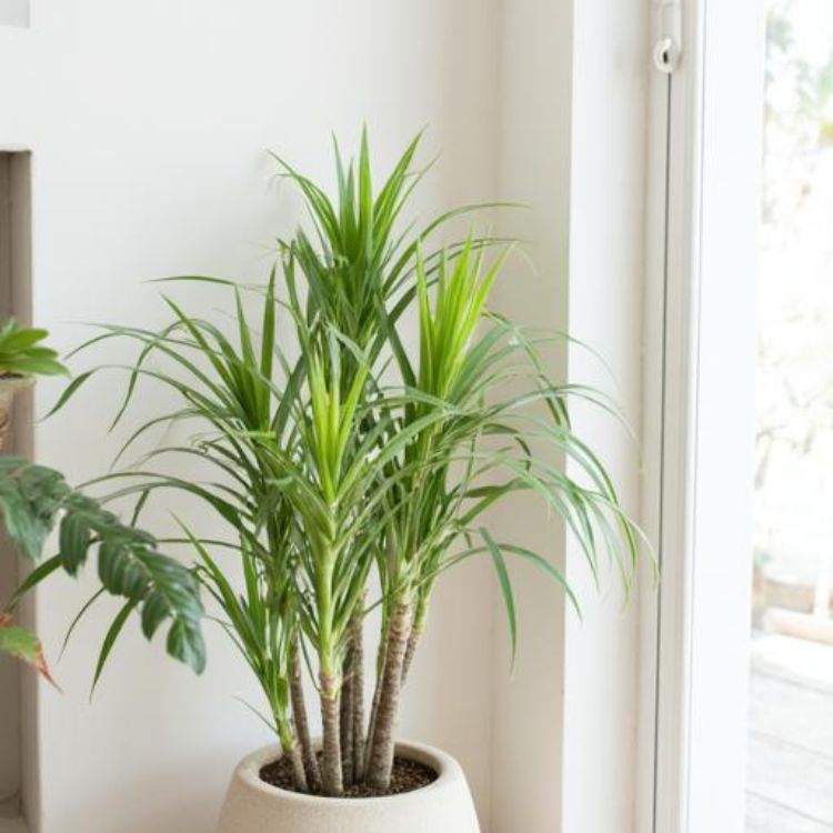 <div class="sponsor-tag" style="font-size:13px; color:#777; font-weight:bold; margin-bottom:6px;">
Artykuł sponsorowany
</div>Dlaczego dracena traci liście